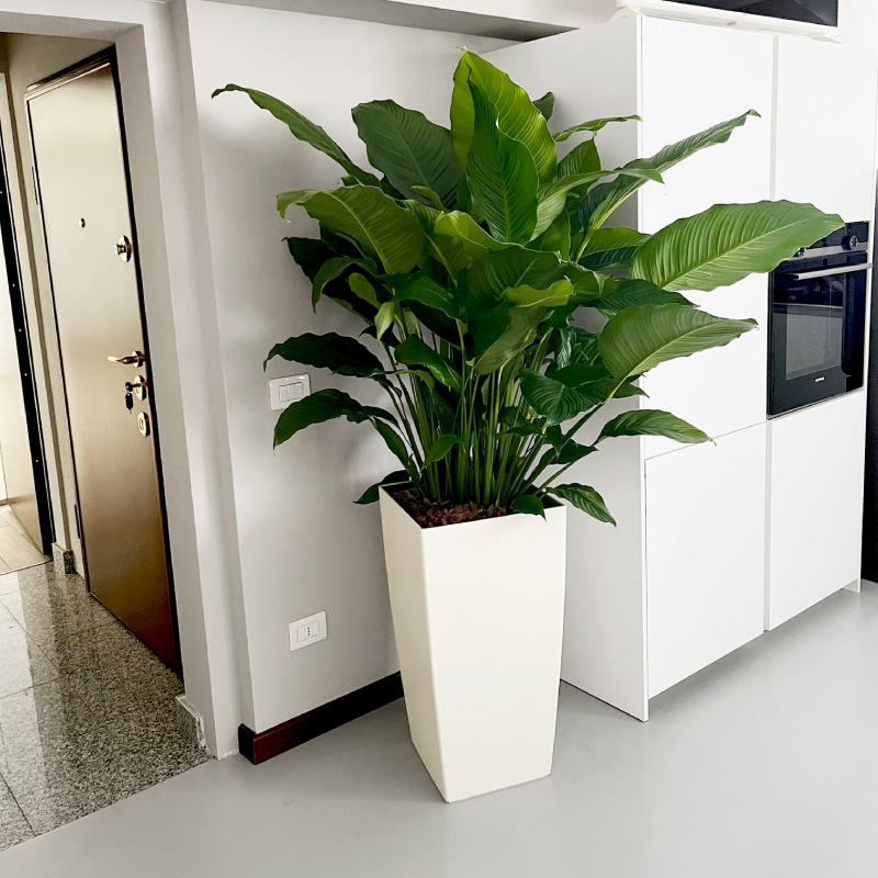 Green Garden House - Verde indoor