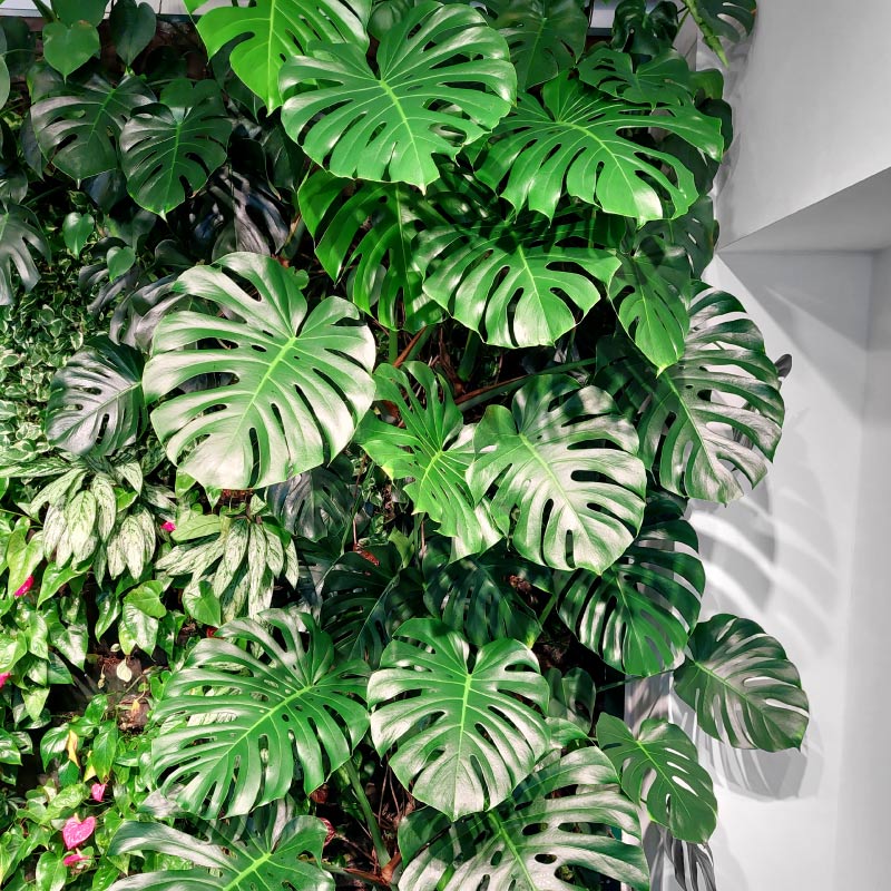 Green Garden House - Verde verticale